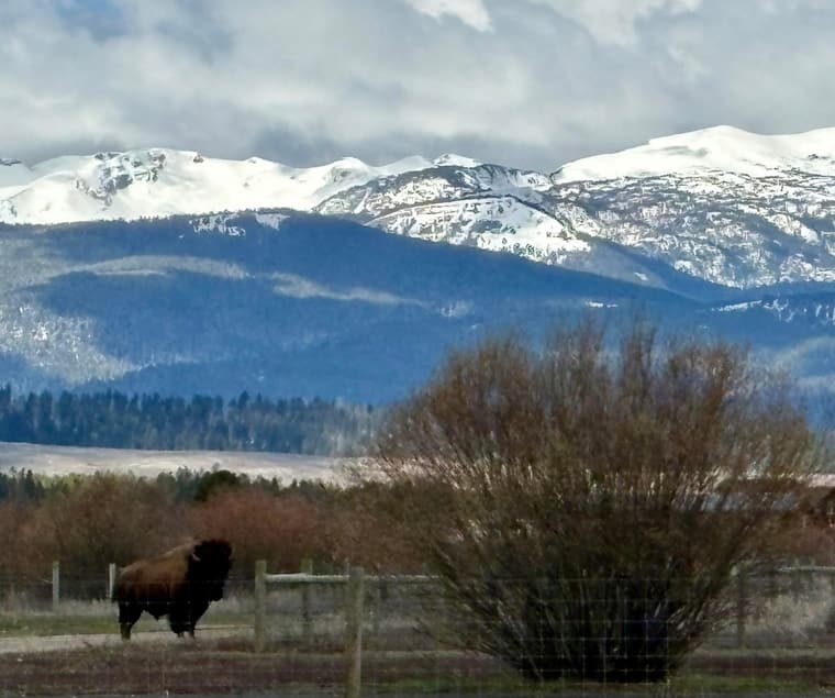 A lone bison in front of snow-covered mountains